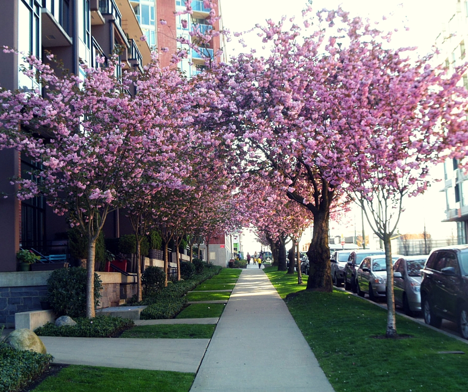 Vancouver cherry blossom 2016 Kanada się nada
